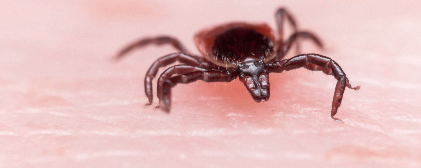 A brown tick crawls on skin